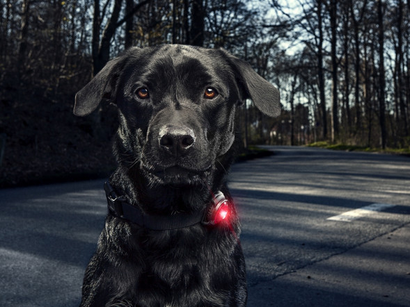 Фонарь для собак Orbiloc Dog Dual Signal Colours, красный в Челябинске